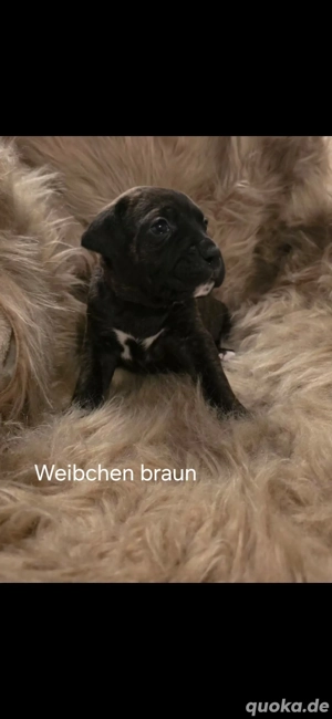 10 Zucker süße Welpen 