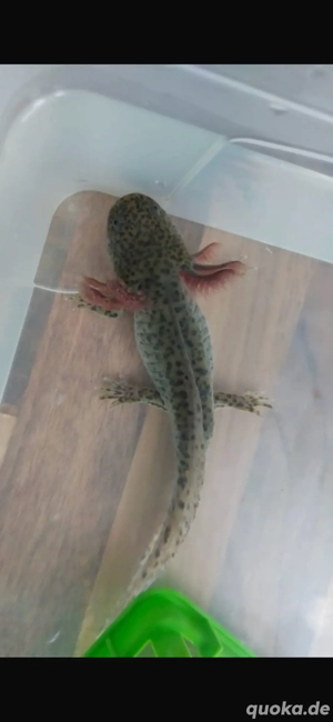 Axolotl abzugeben 