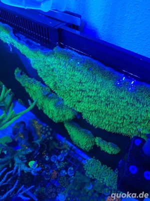 Ganzes Tablet Briareum - Affenhaar   Meerwasser Aquarium Koralle