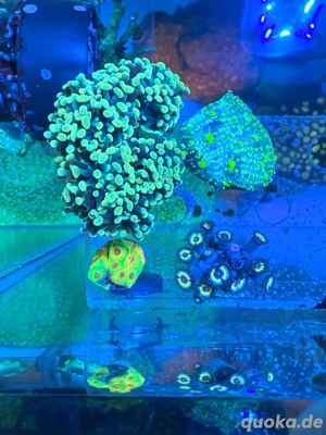 Euphyllia Gold Nugget 7 Köpfe - Meerwasser Aquarium Koralle