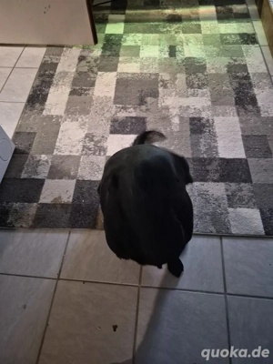 reinrassige  Laprador in gute Hände abzugeben 