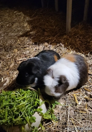 Meerschweinchen gesucht