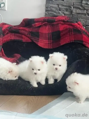 Wunderschöne Zwergspitz-pomeranian welpen