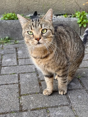 Freigänger Katze sucht neues Zuhause