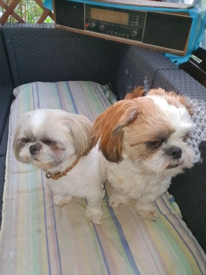 schi tzu deckrüde  Bild 4