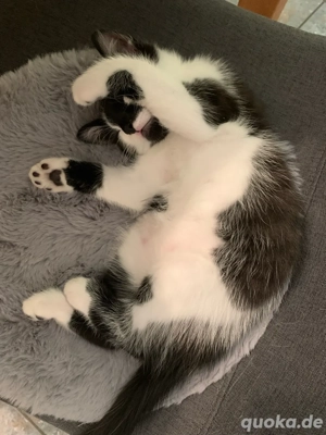 Die Kater  ist 15 Wochen alt