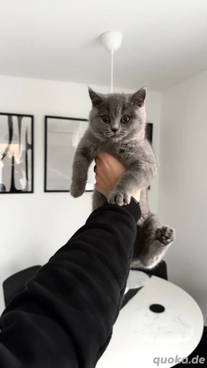 Britisch Kurzhaar Kitten mit Zubehör   wegen starker Allergie abzugeben   