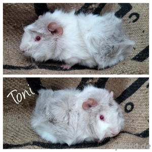 Meerschweinchen Babys von Oktober 2025