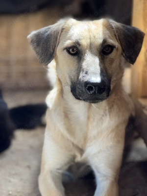 Shirin ca. 48 cm   die Sensible