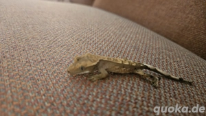 junge Kronengekos (unbestimmt) abzugeben