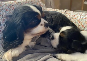 Cavalier Rüde - Abgabebereit 