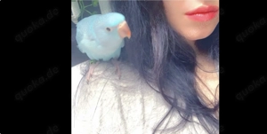    Handaufgezogene & handzahme Papageien Sittiche in liebevolle Hände abzugeben   