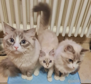 Neva- Masquarade kleine Mädchen aus dem Wurf sucht sich Familie!