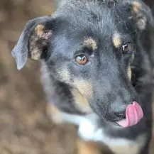 Magda ca. 42 cm   mit niedlichen Schlappohren