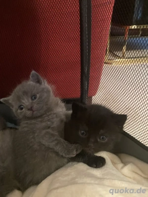 baby katzen zum verkaufen