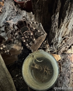 Wegen Haushaltsauflösung div. Schlangen und Vogelspinnen abzugeben