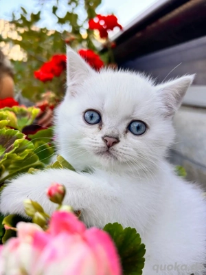 Rassen BKHs mit XXL Gen Test