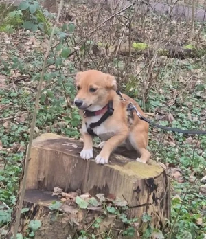 Artchie nun Anton, kleiner Hund sucht neue Familie