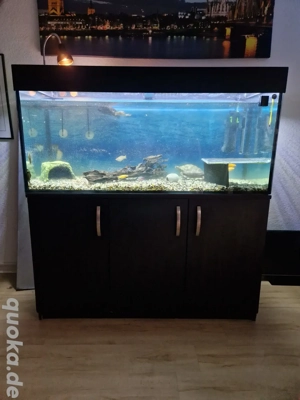 2 Wasserschildkröten mit Fischen, inklusive Aquarium und gesamten Zubehör abzugeben.