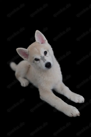 Alaskan Malamute , Husky , Mix , Siberian Husky , 1 Rüde, geimpft, gechipt