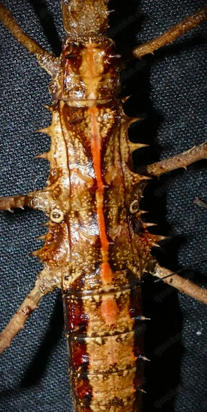 Tisamenus napalaki 'Palaui'