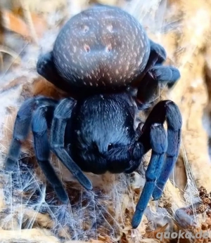 Gandanameno spec. - Die Schwarze Samtspinne