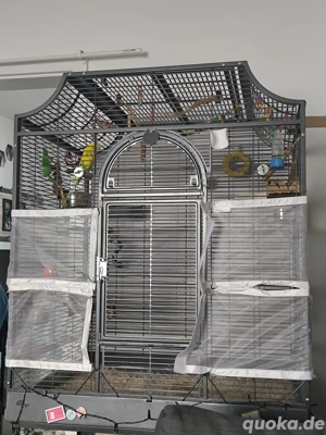 SUCHE! Wellensittich - männlich - 3-5 Jahre 