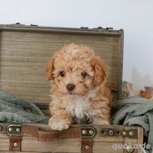 Cavapoo-Welpen   Bereit für liebevolle Familien (King charles x Pudel)