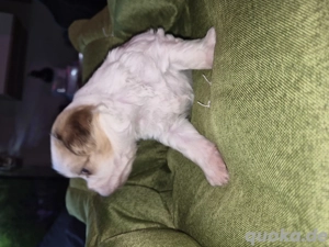 welpe  malteser Mischling zur zeit 5 wochen alt ab ende Januar zu verkaufen 