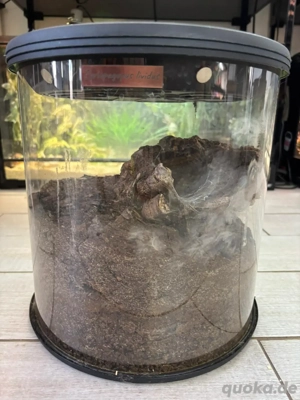 2x Tarantula Room 360 Rund Terrarium 30x30cm