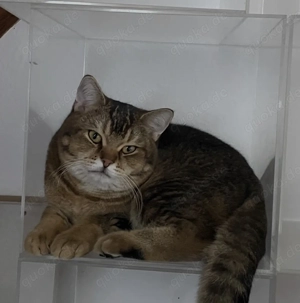 Bkh Deckkater         (kein Verkauf)