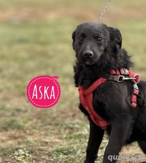 Aska, fröhliche und schlaue Junghündin, Mudi Kroatischer Schäferhund