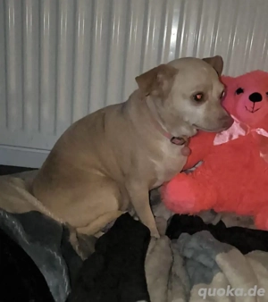 Mona, Chihuahua sucht neues Zuhause