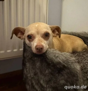 Mona, Chihuahua sucht neues Zuhause