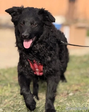 Asia, wunderschöne und liebe Junghündin, Mudi Kroatischer Schäferhund Bild 2