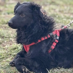 Asia, wunderschöne und liebe Junghündin, Mudi Kroatischer Schäferhund Bild 3