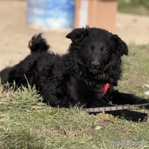 Asia, wunderschöne und liebe Junghündin, Mudi Kroatischer Schäferhund Bild 4