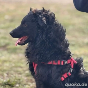 Asia, wunderschöne und liebe Junghündin, Mudi Kroatischer Schäferhund Bild 6