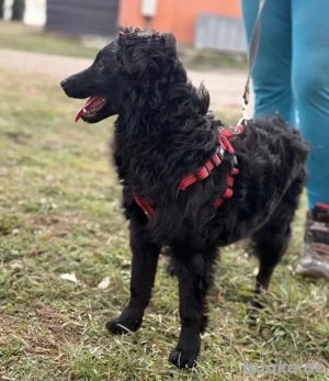 Asia, wunderschöne und liebe Junghündin, Mudi Kroatischer Schäferhund Bild 7