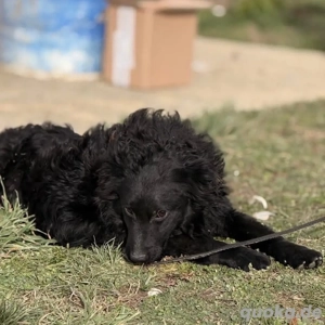 Asia, wunderschöne und liebe Junghündin, Mudi Kroatischer Schäferhund Bild 5