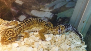Leopardgecko Black Nights 2.0 aus 23