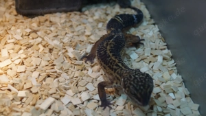 Leopardgecko Black Night 0.1 aus 24