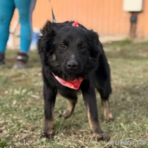 Amigo, wunderschöner und junger Mischling, Kroatischer Schäferhund Mudi  Bild 5