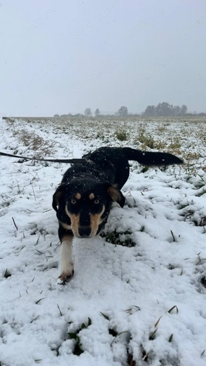 Fröhliches Hundemädchen Juna sucht ihre Menschen Bild 10