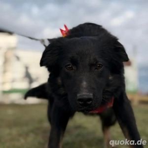 Amigo, wunderschöner und junger Mischling, Kroatischer Schäferhund Mudi  Bild 3