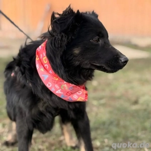 Amigo, wunderschöner und junger Mischling, Kroatischer Schäferhund Mudi  Bild 7