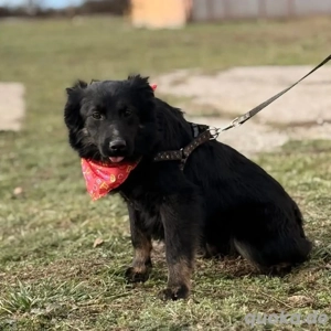Amigo, wunderschöner und junger Mischling, Kroatischer Schäferhund Mudi  Bild 4
