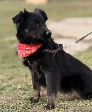 Amigo, wunderschöner und junger Mischling, Kroatischer Schäferhund Mudi  Bild 2