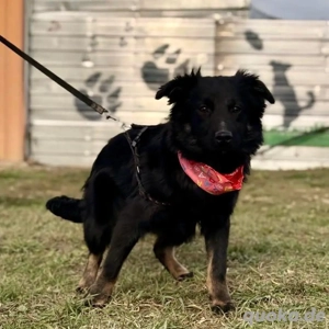 Amigo, wunderschöner und junger Mischling, Kroatischer Schäferhund Mudi  Bild 6
