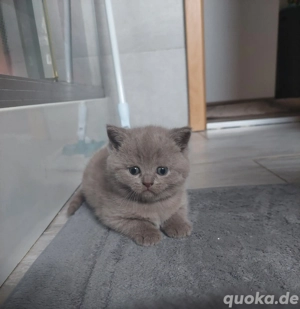 Wunderschöne Bkh Kitten 